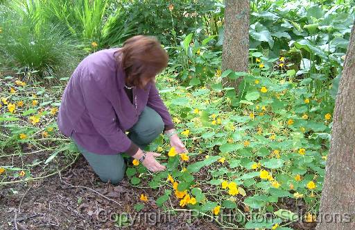 Nasturtiums Merilyn 